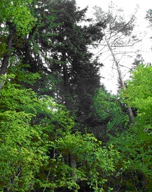 Großzapfenbaum: Tanne