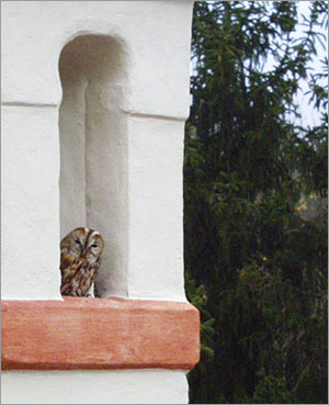 tawny owl in the chimney