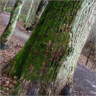 Stromerwaldbaum