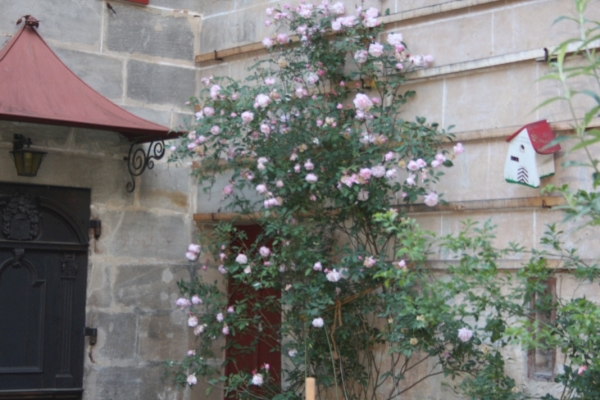 Rosen an der Waffenhalle
